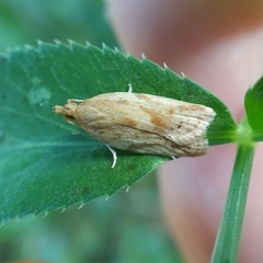 Clepsis coriacanus