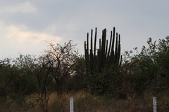 Pachycereus