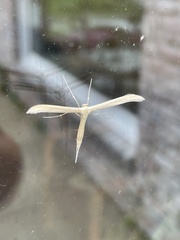 Hellinsia homodactylus