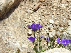 Campanula herminii