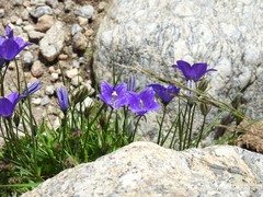 Campanula herminii