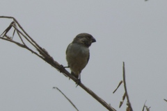 Sporophila telasco