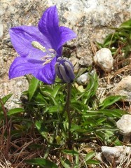 Campanula herminii