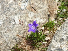 Campanula herminii
