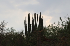 Pachycereus