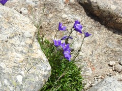 Campanula herminii