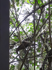 Sakesphorus canadensis
