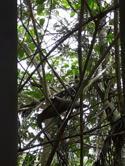 Sakesphorus canadensis