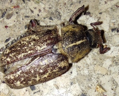 Anoxia maculiventris
