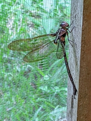 Gynacantha membranalis