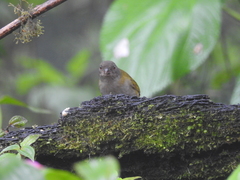 Chlorospingus semifuscus