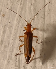 Oedemera natolica