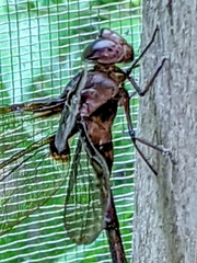 Gynacantha membranalis
