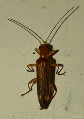 Oedemera natolica