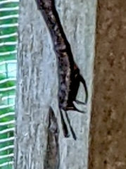 Gynacantha membranalis