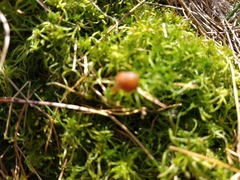 Galerina paludosa