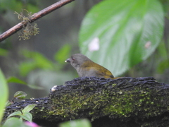 Chlorospingus semifuscus