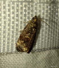 Endothenia oblongana