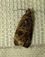 Endothenia oblongana
