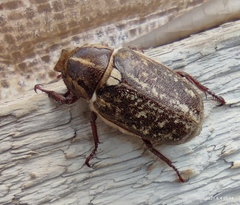 Anoxia maculiventris