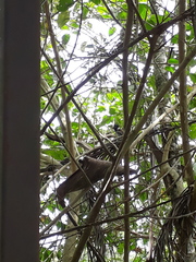 Sakesphorus canadensis