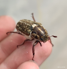 Anoxia maculiventris