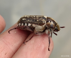 Anoxia maculiventris