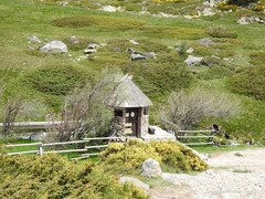 Juniperus communis saxatilis