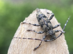 Graphisurus fasciatus