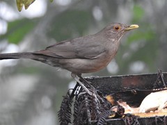 Turdus maculirostris
