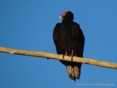 Cathartes aura