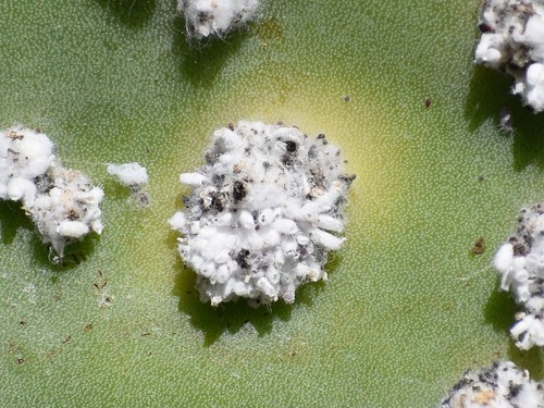 Dactylopiidae
