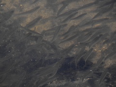 Spirinchus thaleichthys