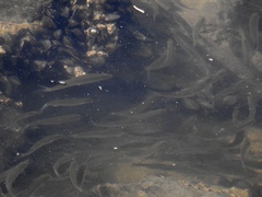 Spirinchus thaleichthys