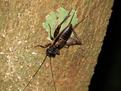 Duolandrevus coulonianus