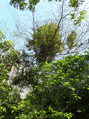 Dendrophthoe pentandra