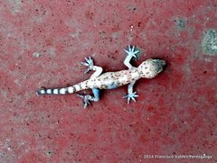 Hemidactylus turcicus