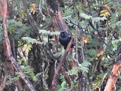 Diglossa lafresnayii