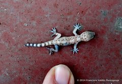Hemidactylus turcicus