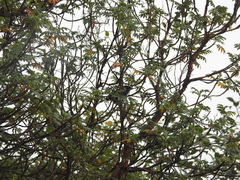 Diglossa lafresnayii