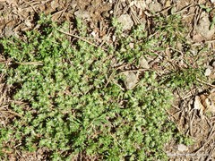 Paronychia polygonifolia