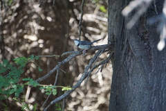 Apalis thoracica capensis