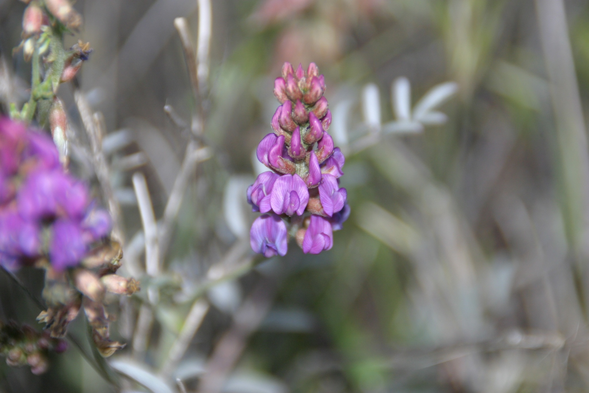 Astragalus palmeri
