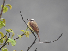 Myiodynastes hemichrysus