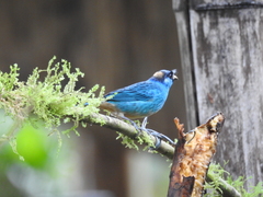 Chalcothraupis ruficervix