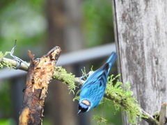 Chalcothraupis ruficervix