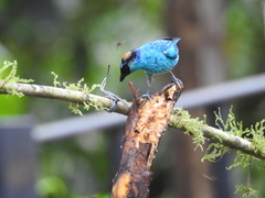 Chalcothraupis ruficervix