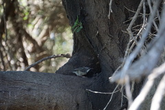 Apalis thoracica capensis