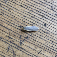 Eilema lurideola