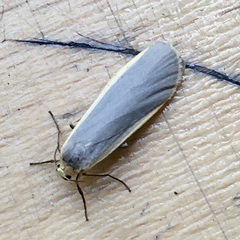 Eilema lurideola